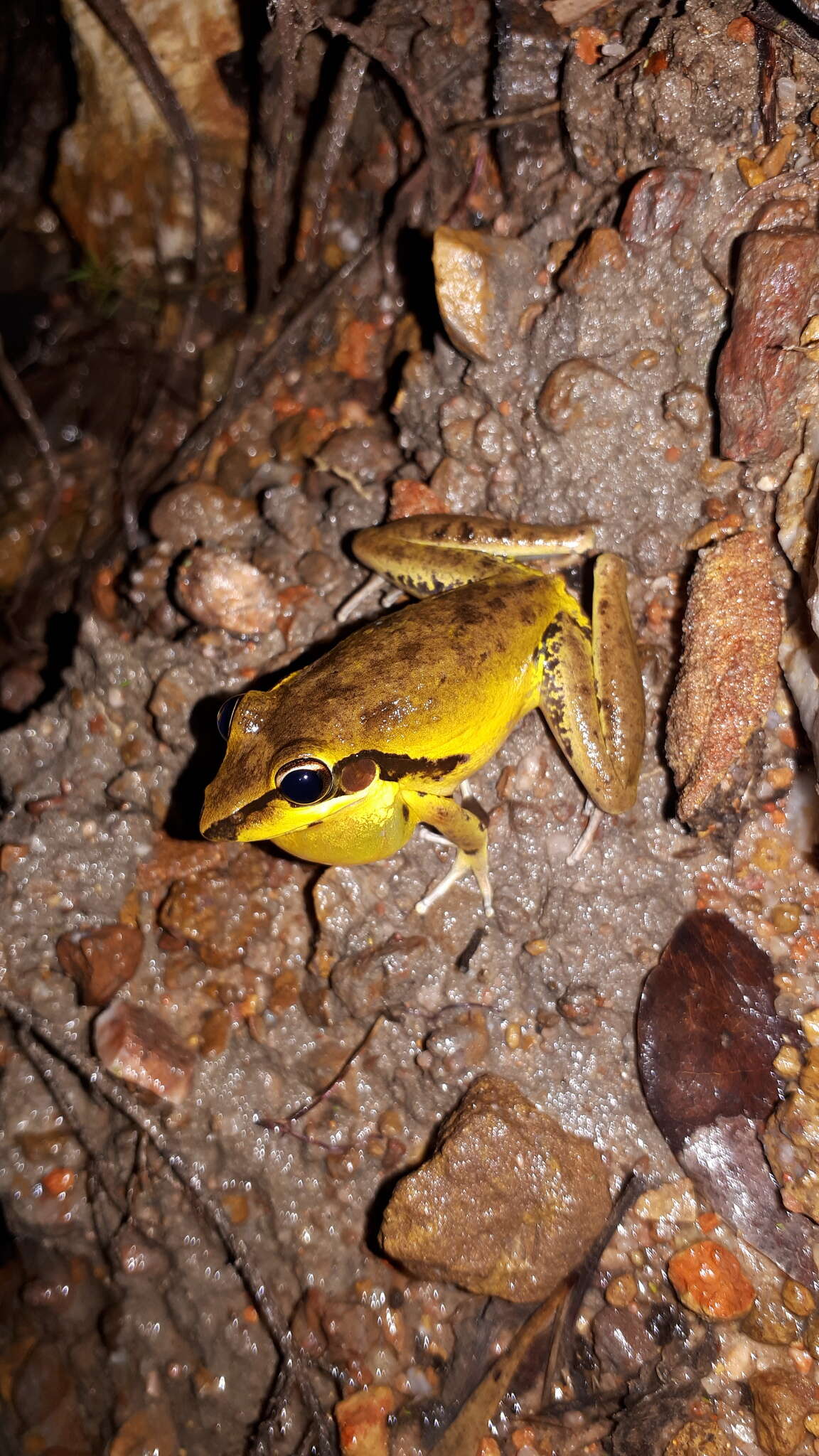 Image of Litoria spaldingi (Hosmer 1964)