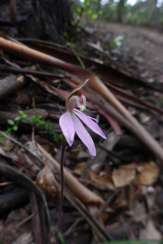 Image of Pink fingers orchid