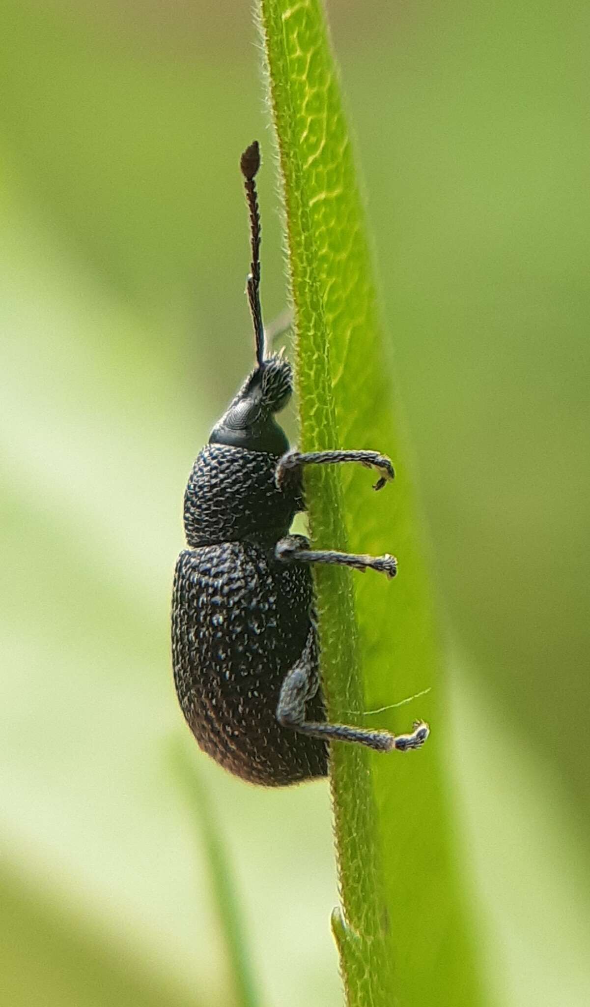 Imagem de Otiorhynchus (Padilehus) pinastri (Herbst 1795)