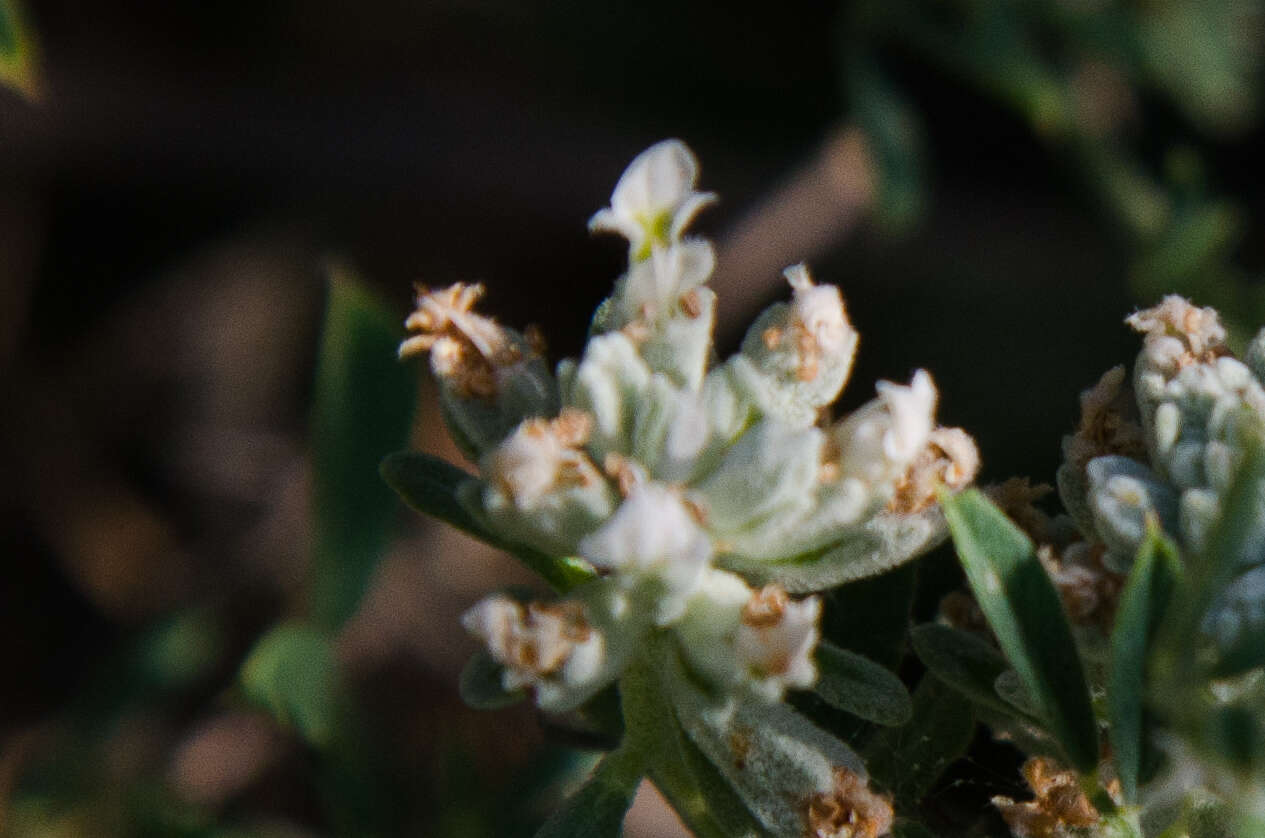 Sivun Teucrium polium L. kuva