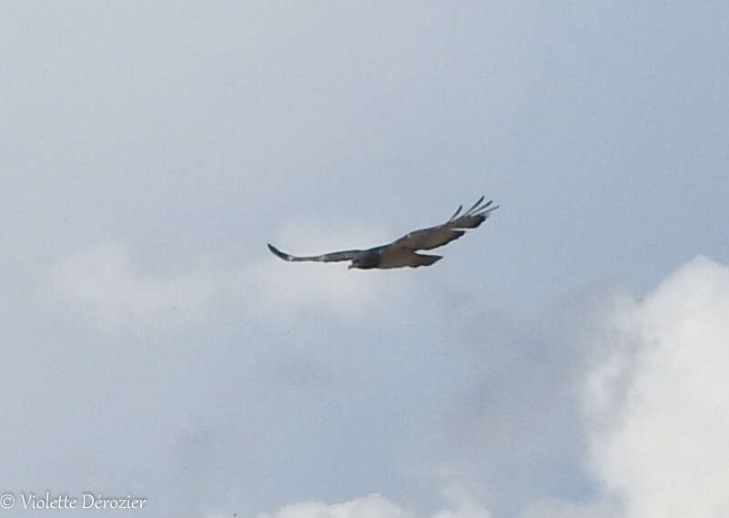 Image of Black-chested Snake Eagle