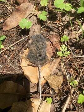 Image of Vagrant Shrew