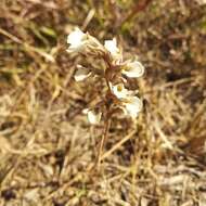 Image of Schiedeella crenulata (L. O. Williams) Espejo & López-Ferr.