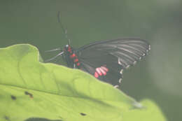 Слика од Parides anchises (Linnaeus 1758)