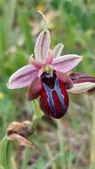 Image of Ophrys sphegodes subsp. spruneri (Nyman) E. Nelson