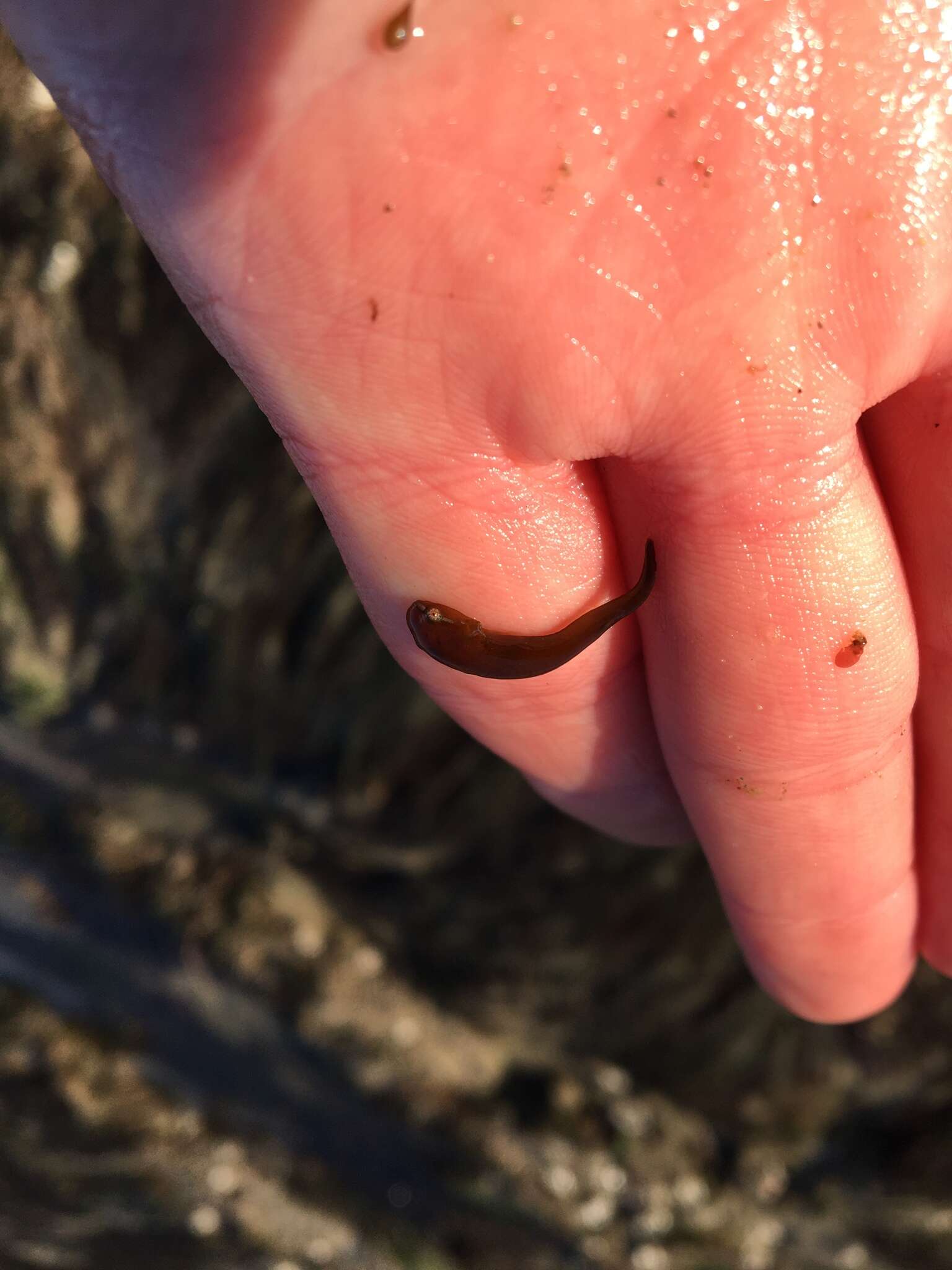 Image of Slender clingfish