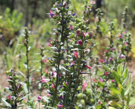 Plancia ëd Echium rosulatum Lange