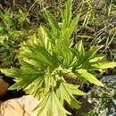 Image of Pelargonium citronellum J. J. A. Van der Walt