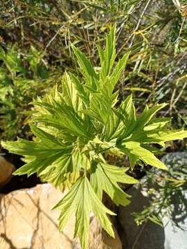 Image of Pelargonium citronellum J. J. A. Van der Walt