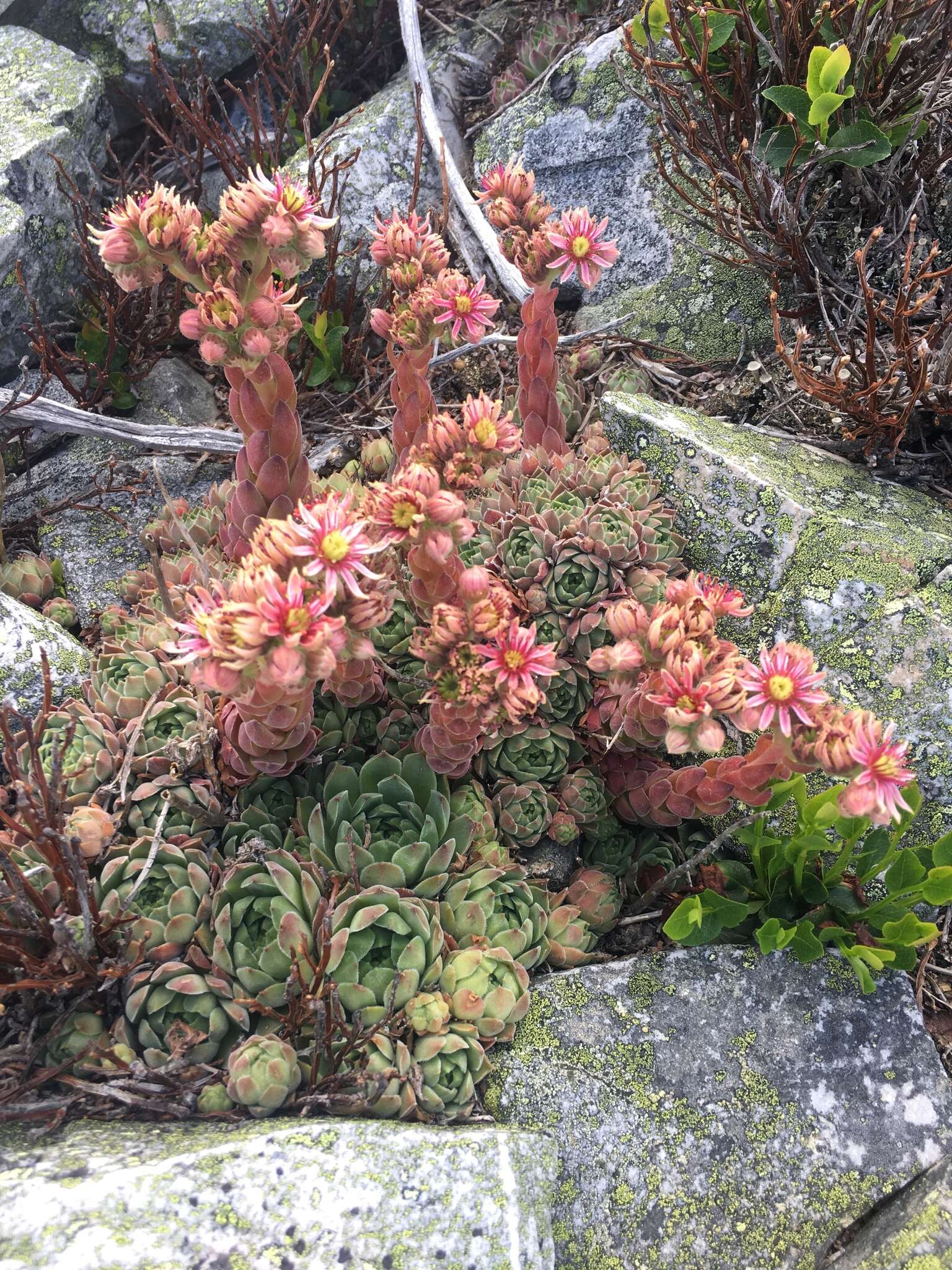 Image of Sempervivum vicentei Pau