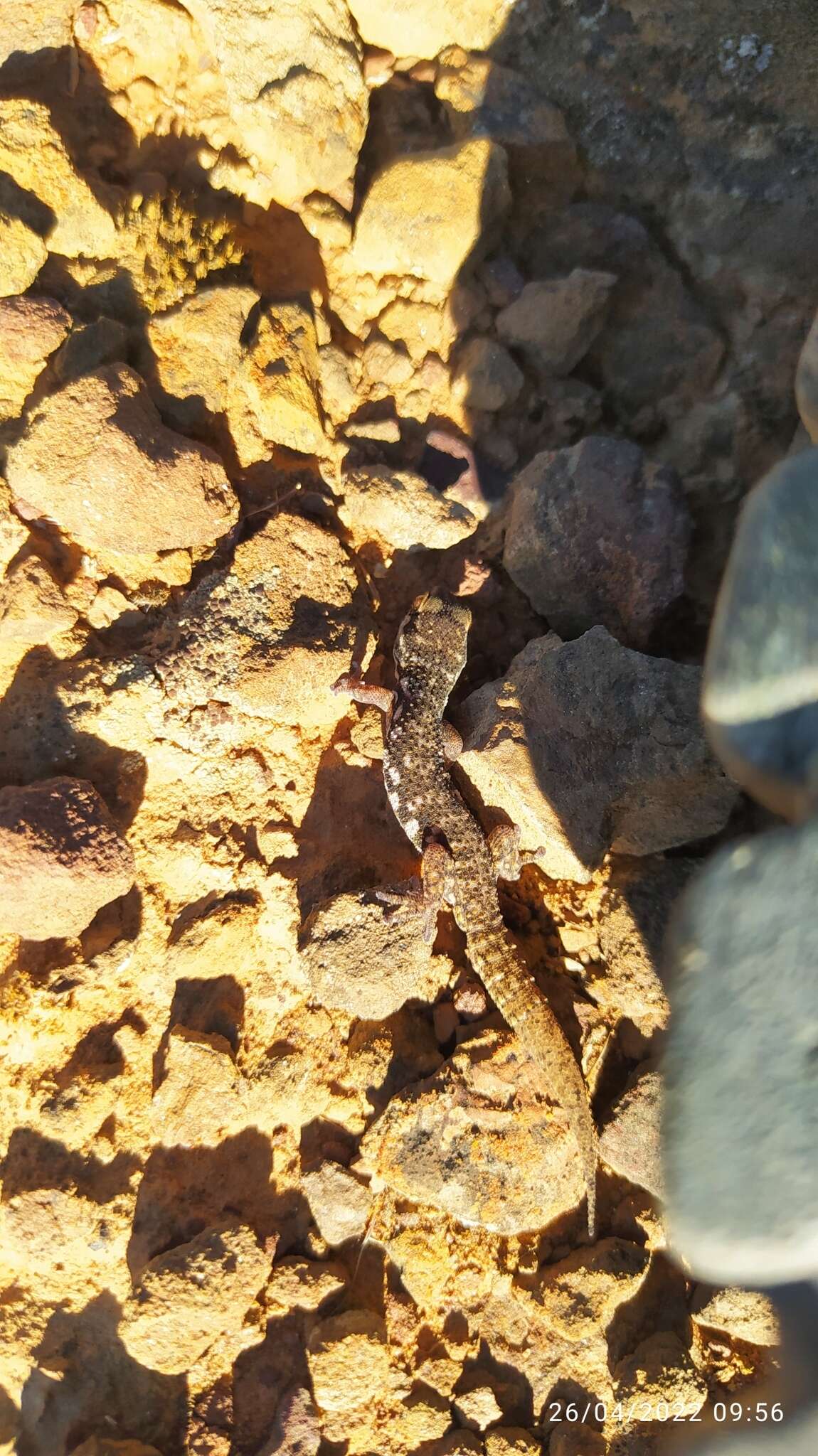 Image of Calvinia Thick-toed Gecko