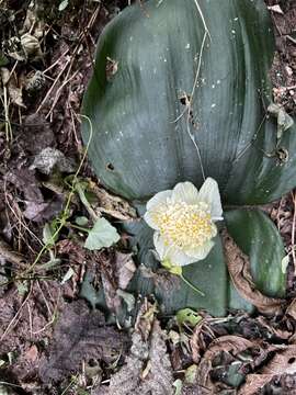 Imagem de Haemanthus deformis Hook. fil.