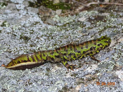 Triturus marmoratus (Latreille 1800) resmi