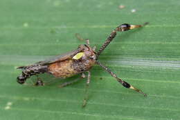 Image of Raphiophora intricata Melichar 1912