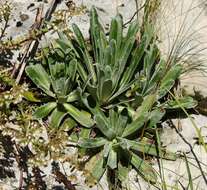 Image of Saxifraga hostii Tausch