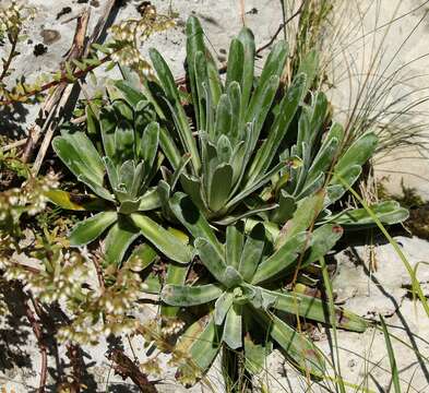 Image of Saxifraga hostii Tausch