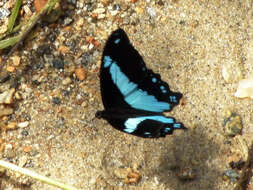 Image of Papilio chrapkowskii Suffert 1904