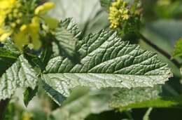 Image of charlock mustard