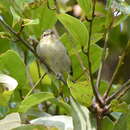 Image of Phylloscopus trivirgatus kinabaluensis (Sharpe 1901)