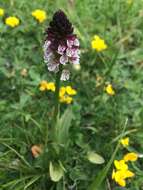 Image of Burnt orchid