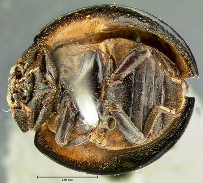 Image of <i>Exochomus pleuralis</i> LeConte 1859