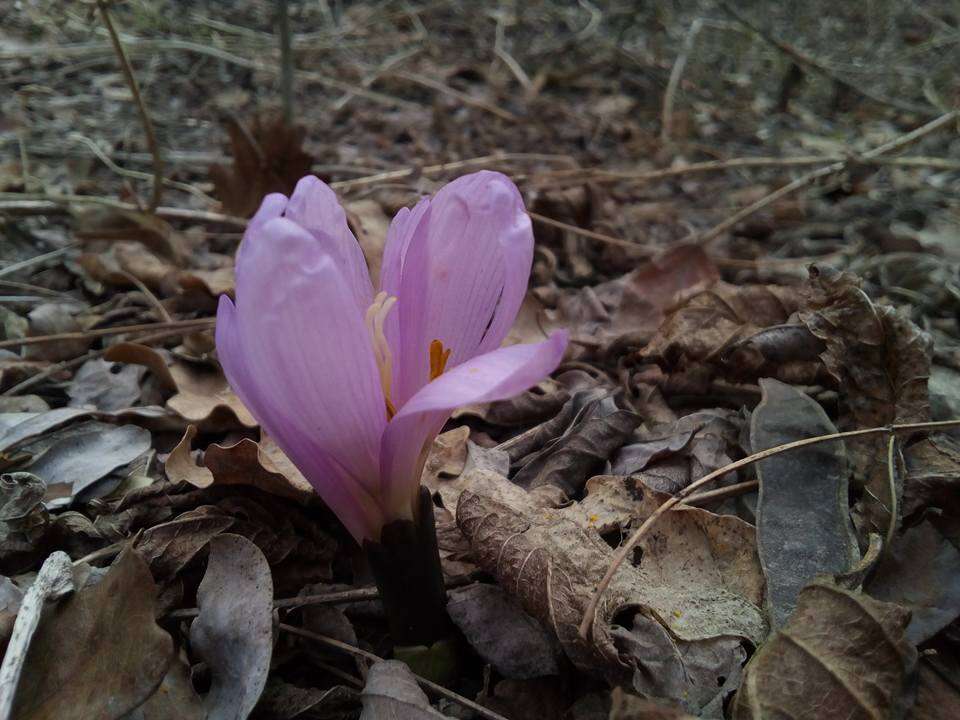 Image of Colchicum bulbocodium subsp. versicolor (Ker Gawl.) K. Perss.