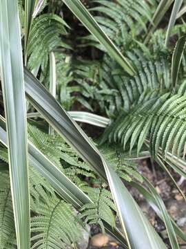 Image of alpine woodfern