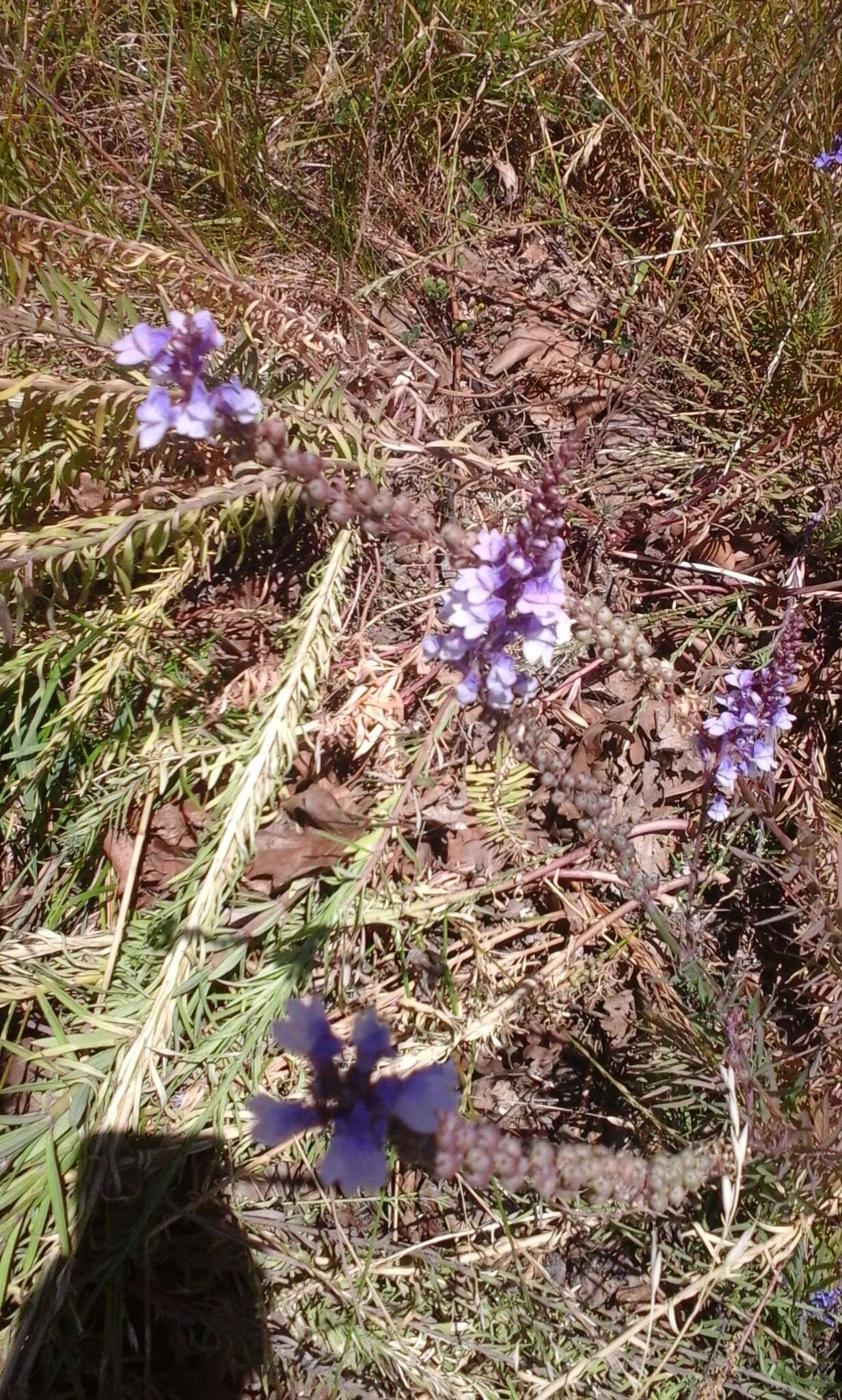 Plancia ëd Linaria purpurea (L.) Mill.