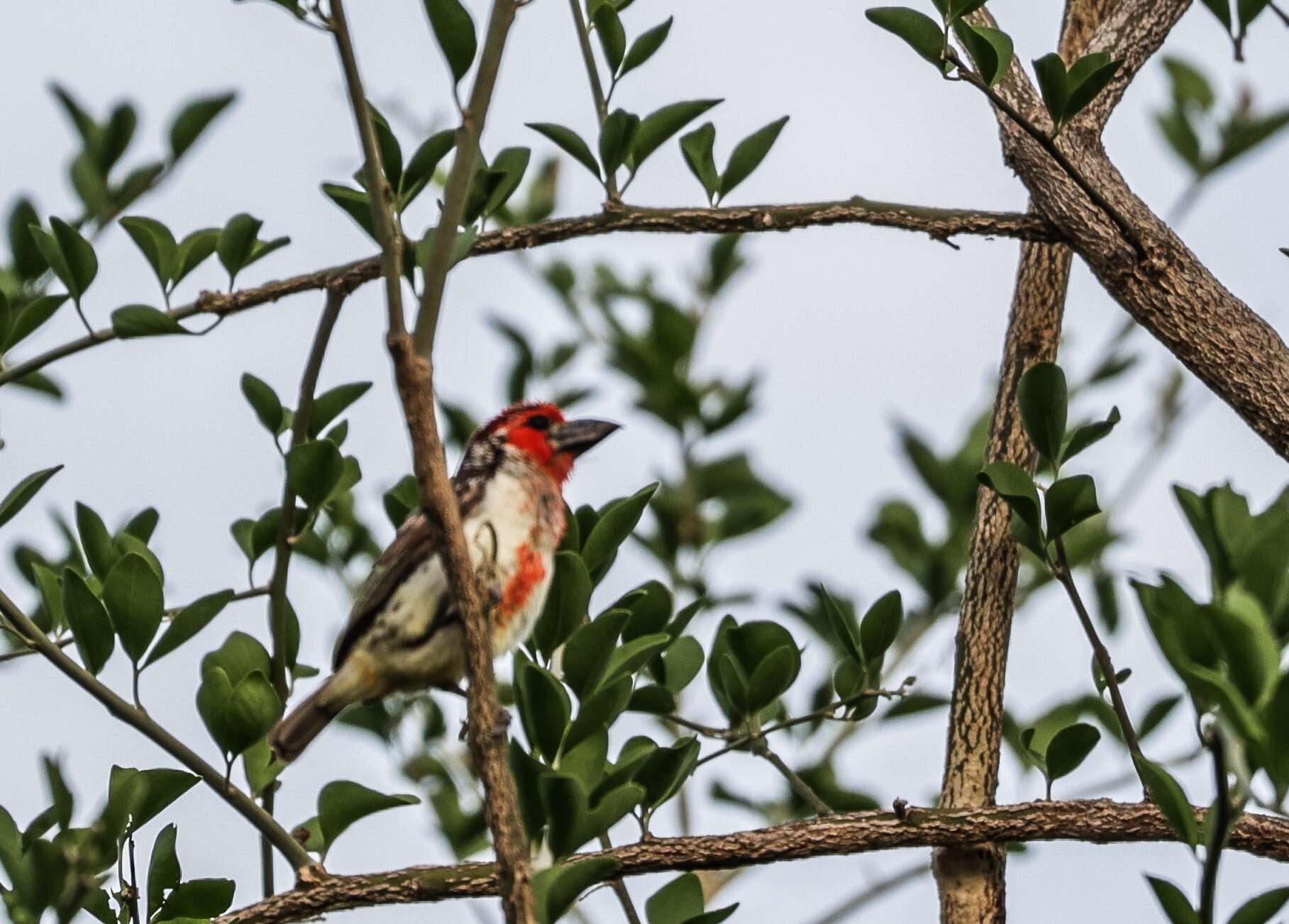 Image of Vieillot's Barbet