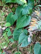 Image of heartleaf philodendron