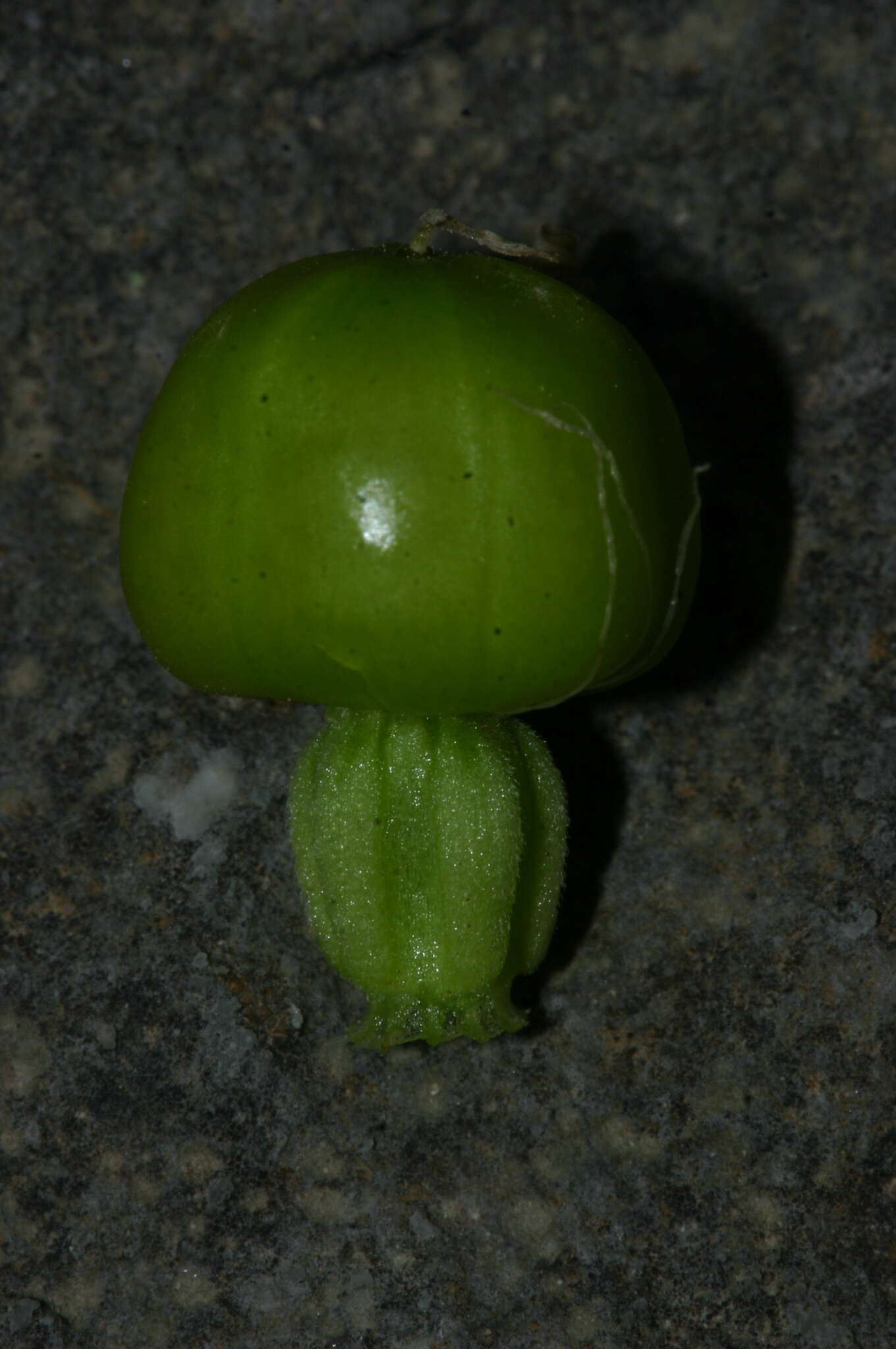 Image of Silene secundiflora Otth