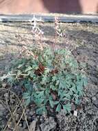 Image of Corydalis glaucescens Regel