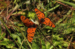 صورة Acraea violarum Boisduval 1847