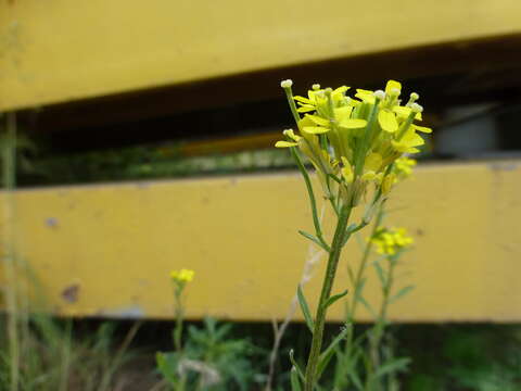 Image of hard wallflower