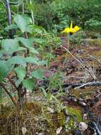 Image de Arnica angustifolia subsp. iljinii (Maguire) I. K. Ferguson