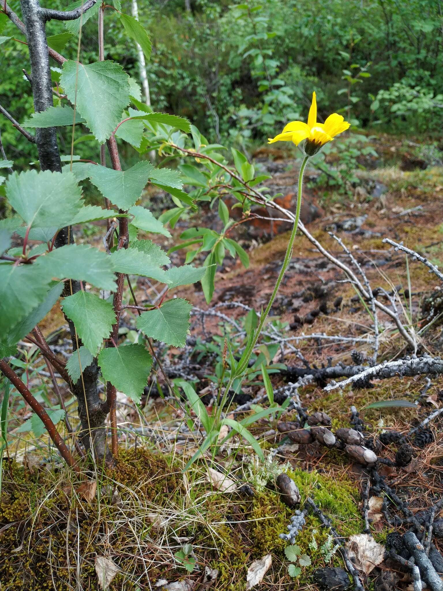 Image de Arnica angustifolia subsp. iljinii (Maguire) I. K. Ferguson