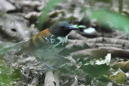 Image of Spotted Antbird