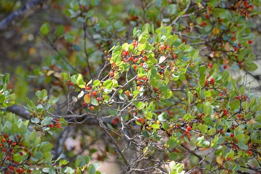 Imagem de Endotropis crocea (Nutt.) Hauenschild