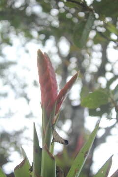 Imagem de Tillandsia romeroi var. gruberi Rauh