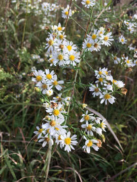 صورة Symphyotrichum ericoides (L.) G. L. Nesom