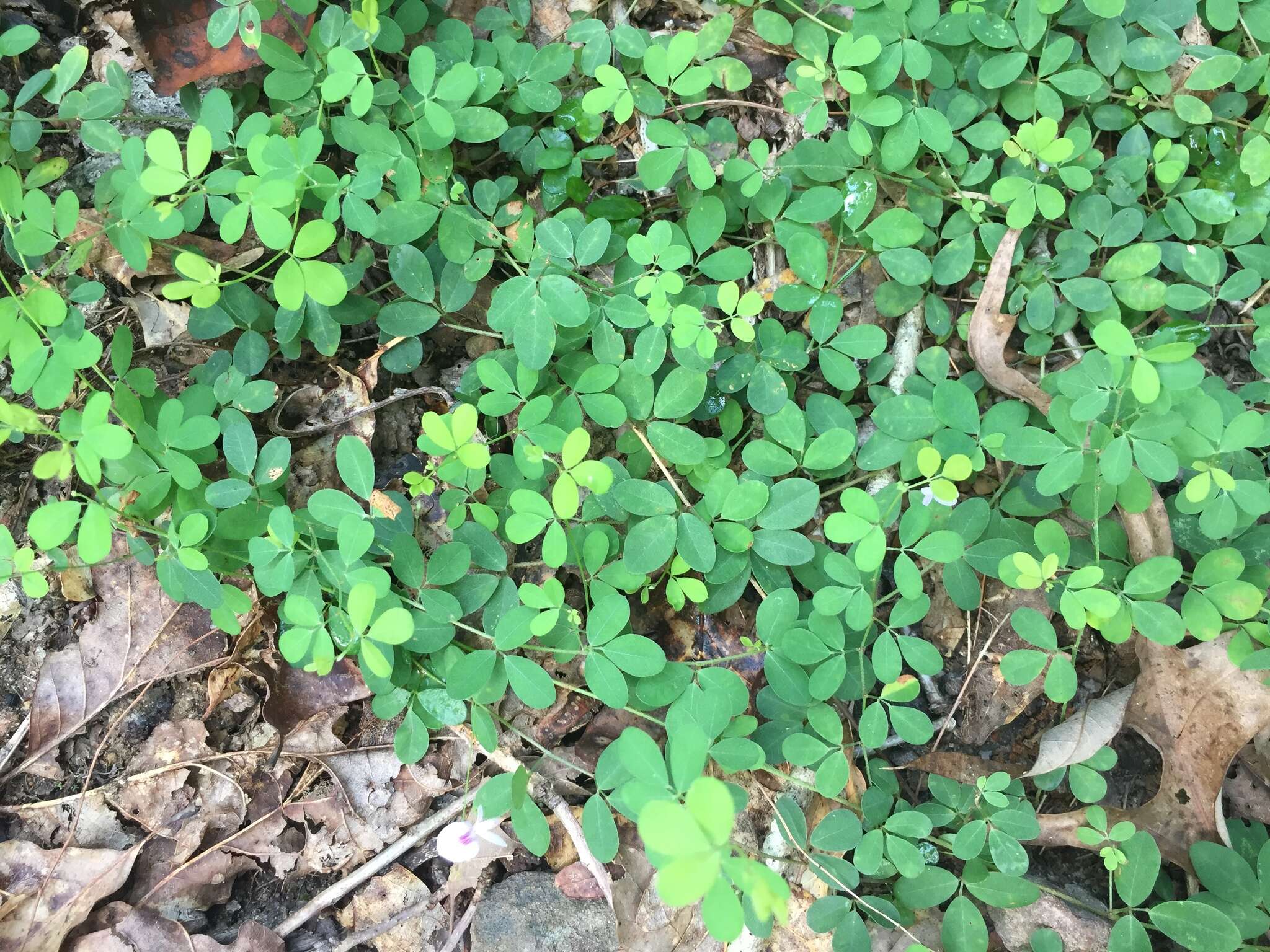 Image de Lespedeza repens (L.) W. P. C. Barton