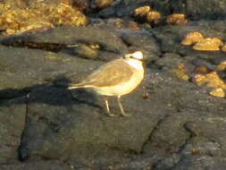 صورة Charadrius marginatus marginatus Vieillot 1818