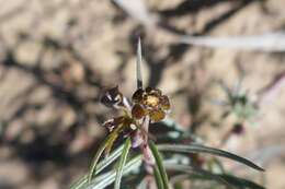 Image de Ceropegia minima (R. A. Dyer) Bruyns