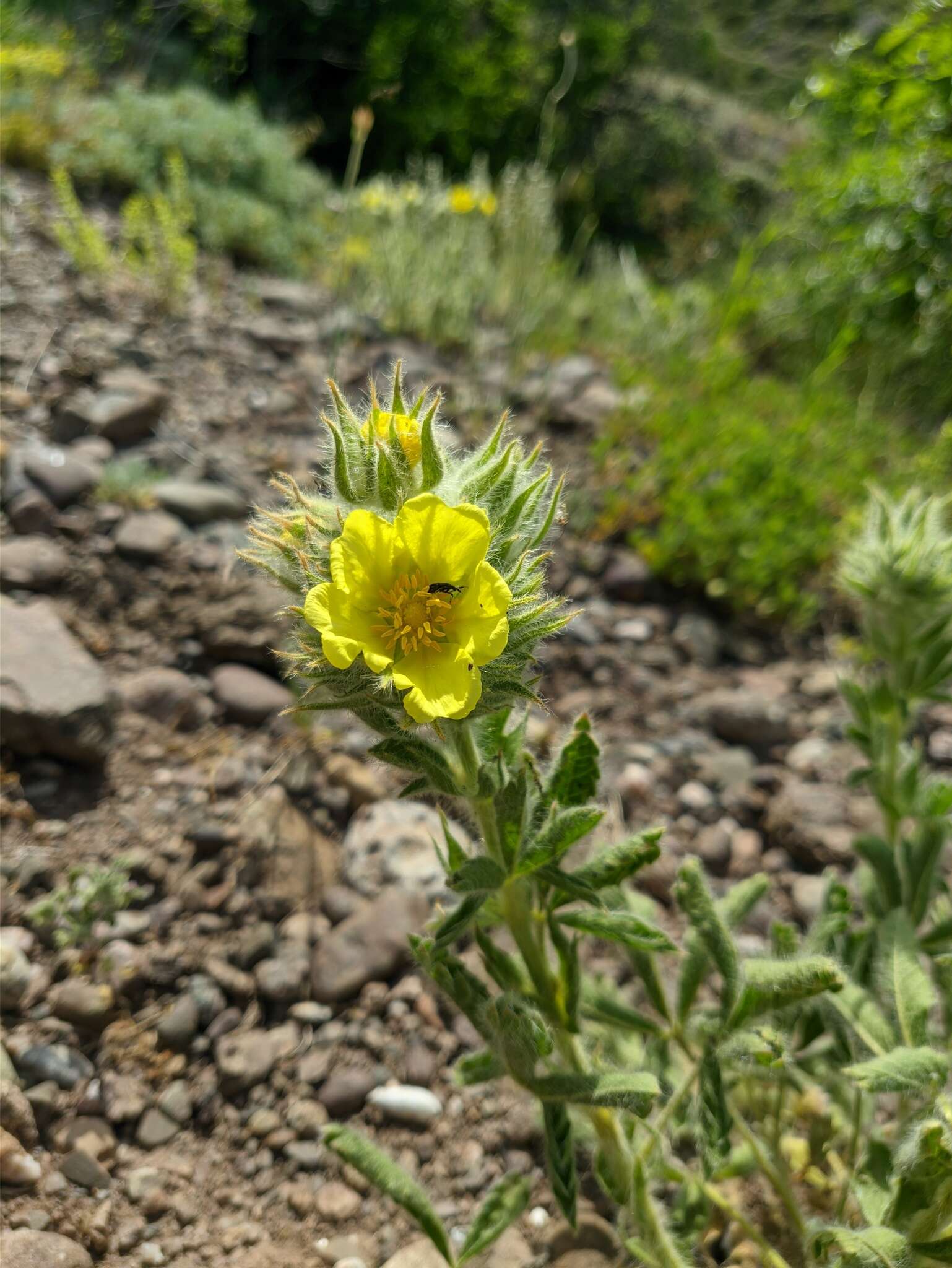 Image of Potentilla astracanica subsp. callieri (Th. Wolf) J. Soják