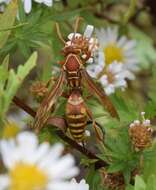 Image of Polistes bellicosus Cresson 1872