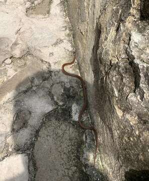 Image of Bocourt's Black-headed Snake