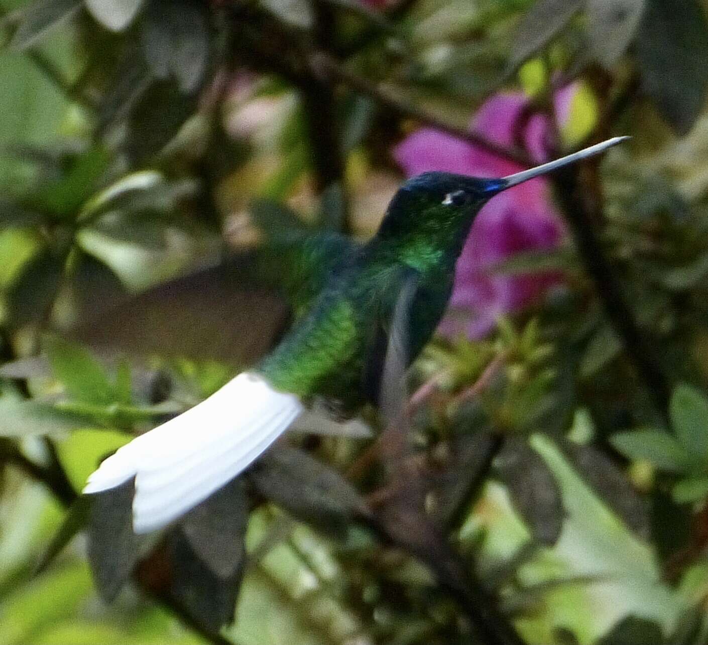 Image of White-tailed Starfrontlet