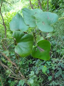 Sivun Dioscorea sambiranensis R. Knuth kuva