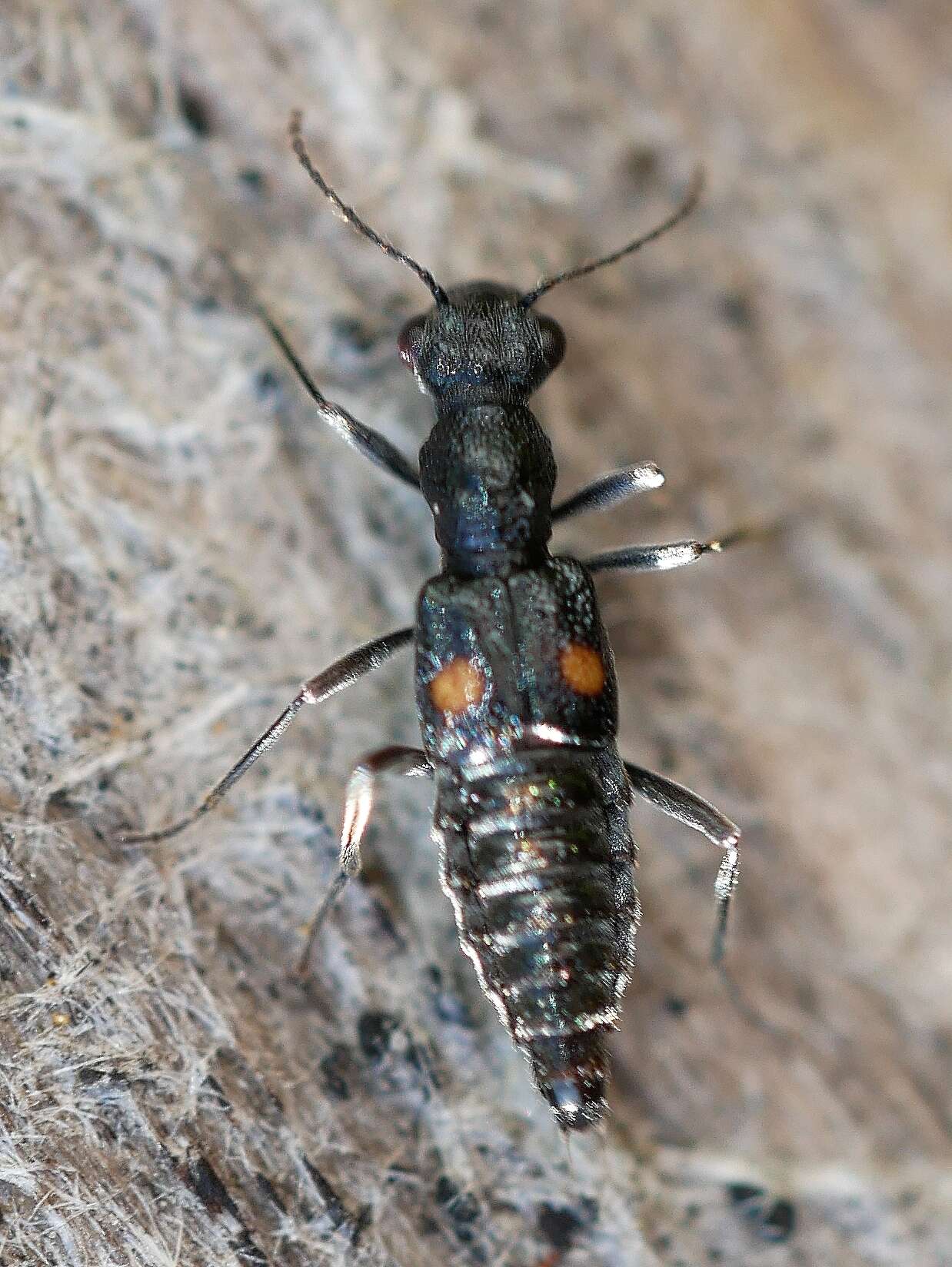 Image of Dianous nitidulus Le Conte & J. L. 1874