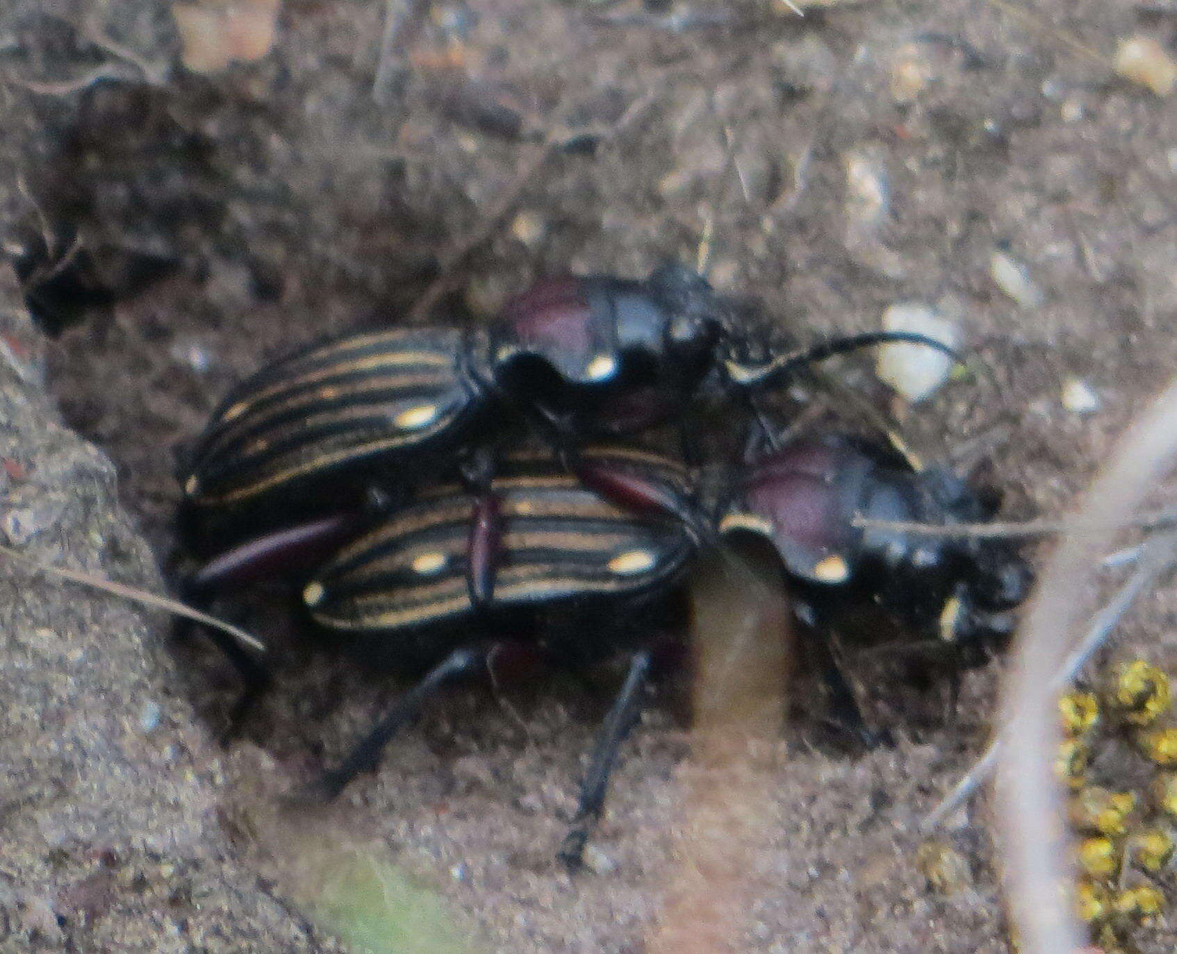 Image of Anthia (Termophilum) decemguttata (Linnaeus 1764)